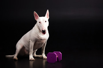 White bullterrier on black background