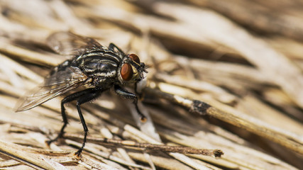 stubenfliege im Strow