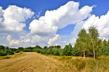 Summer rural landscape on  a blue sky with white clouds background