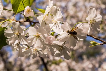 Spring to Work Honey Bee