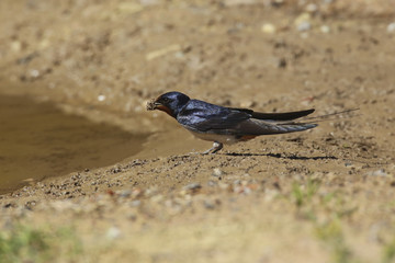 hirondelle rustique © Claude