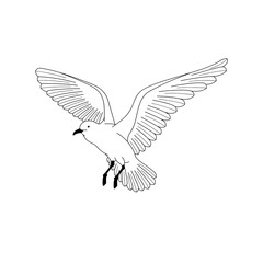 Fototapeta na wymiar bird flying. illustration vector. hand drawing line art of animal. bird isolated line on white background. symbol of freedom. tattoo design.