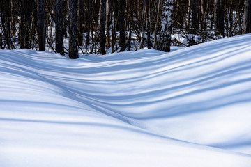 winter rural scene with snow and tree trunks in cold and shadows in snow