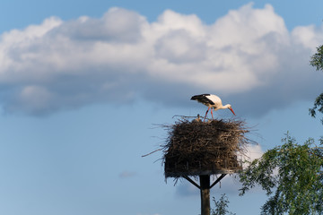 Storch im Nest läuft zwischen Jungtieren herum