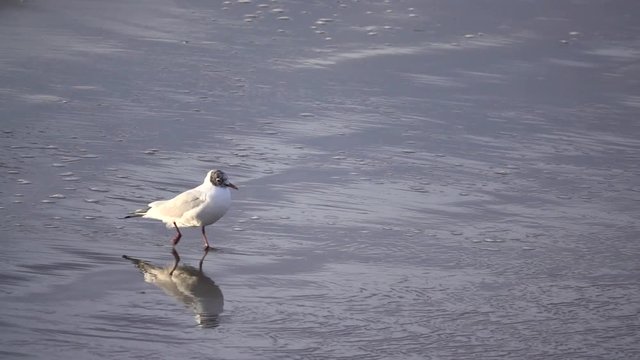 bird walking in slow motion by the beach moving super slow motion