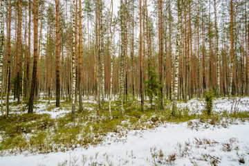 winter rural scene with snow and tree trunks in cold