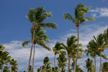 Fototapeta na wymiar palm trees with blue sky