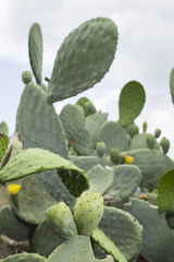 Fruit of the cactus - Opuntia ficus indica