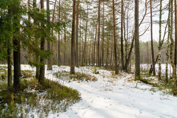 winter rural scene with snow and tree trunks in cold