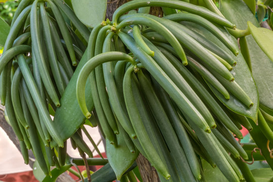 culture de la vanille, grappes de gousses vertes 