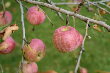 ripe red apples on tree