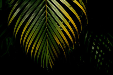 green and yellow palm leaves in the forest
