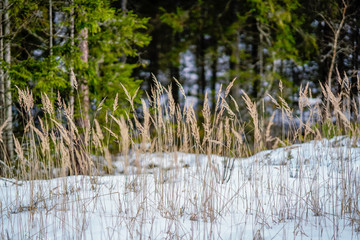 winter rural scene with snow and tree trunks in cold and grass bents