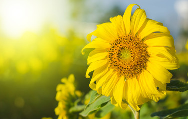 Summer sun over the sunflower field nature background