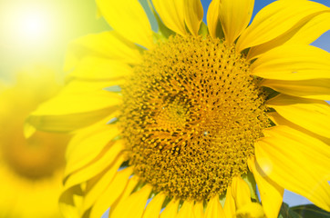 Summer sun over the sunflower field nature background