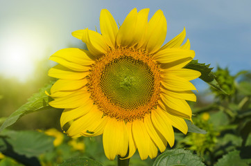 Naklejka premium Summer sun over the sunflower field nature background