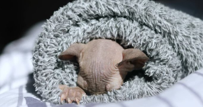 little newborn wrapped in gray blanket sphinx kitten preparing a place for sleep sweet hairless lovely kitty moving paws hiding nose funny big ears cute adorable home animal pets caress pedigreed cat