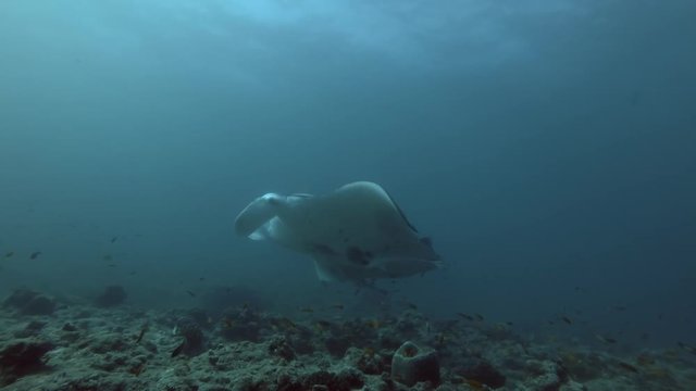 Two of Reef Manta Rays swim under water surface over top coral reef

