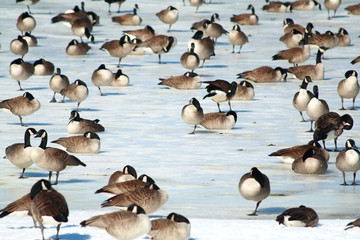 Canada geese standing on one leg