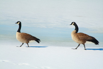 Canada geese walk on ice