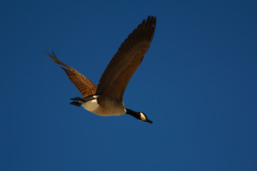 A Canada goose