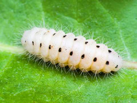 Exotic Caterpillar Insect on Leaf Macro