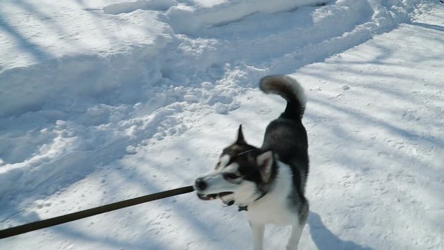 Beautiful girl playing with malamute dog on the snow outdoors in slow motion.  Running the snowpath in the park.