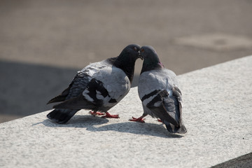 relazione tra piccioni