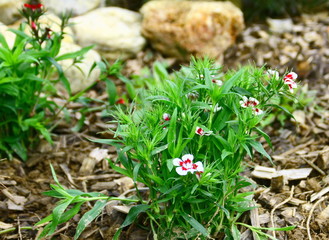 œillet de poète,plante dans massif de jardin