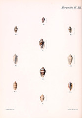 Illustration of shells.