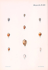 Illustration of shells.