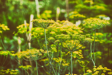 Unripe yellow umbrellas of dill in garden