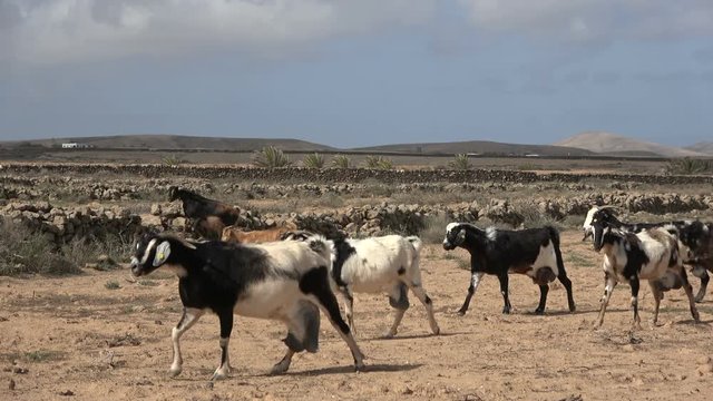 Ziegenherde auf Fuerteventura, Nutztier, Ziege, Herde, Landwirtschaft, Spanien, 4K