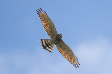 A Grey-faced Buzzard in Flight