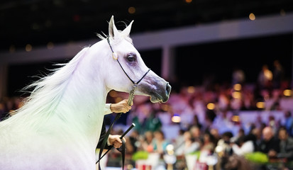portrait of running white arabian horse.