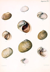 Illustration of shells.