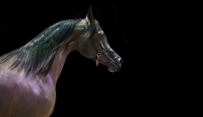 portrait of bay purebred arabian horse .
