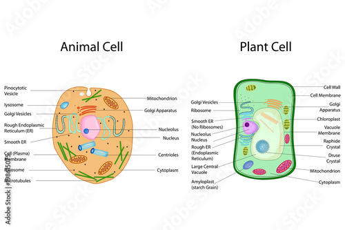 "Education Chart of Biology for Animal and Plant Cell ...