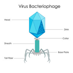 Education Chart of Biology for Virus Bacteriophage Diagram