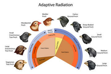 Education Chart of Biology for Adaptive Radiation of Galapagos finches Diagram