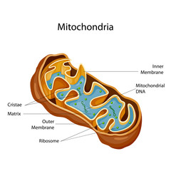 Education Chart of Biology for Mitochondria Diagram