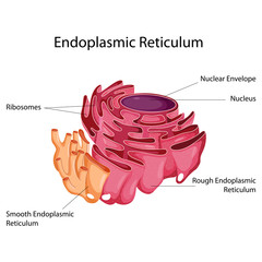 Education Chart of Biology for Endoplasmic Reticulum Diagram