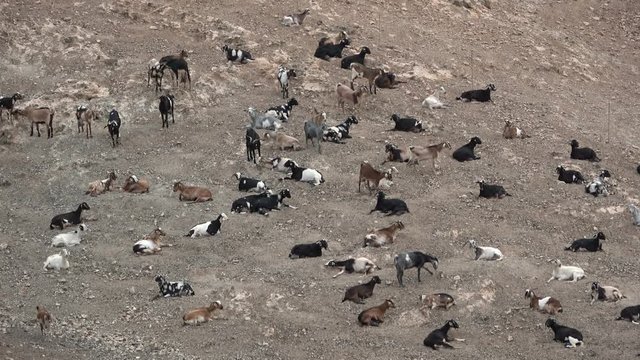 Ziegenherde auf Fuerteventura, Nutztier, Ziege, Herde, Landwirtschaft, Spanien, 4K