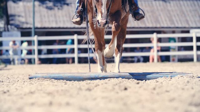 Horse walk over ground poles close up 4K