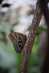 Fototapeta premium Butterfly