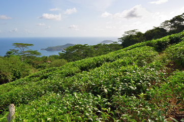 Fototapeta na wymiar Seychelles islands, tea plantation