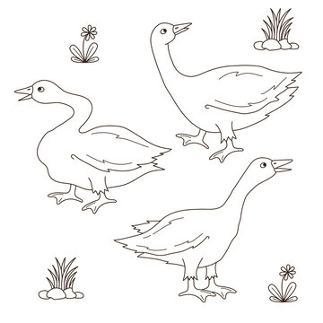 Goose line drawings set