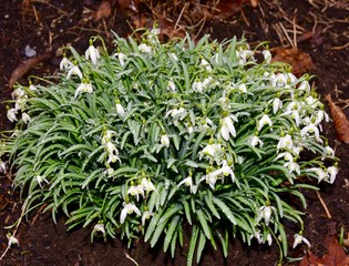 Green and white flowers and green leaves of snowdrop flowers in the rain