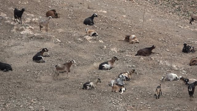 Ziegenherde auf Fuerteventura, Nutztier, Ziege, Herde, Landwirtschaft, Spanien, 4K