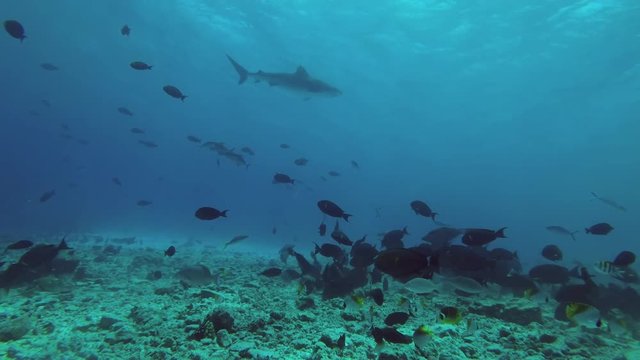 Tiger Shark swim under surface in blue water
